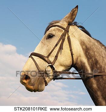 Stock Photo - low angle side 
view of a horses 
head. fotosearch 
- search stock 
photos, pictures, 
images, and photo 
clipart
