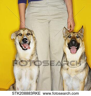 Stock Photo - low section of 
a woman with her 
two alsatian dogs. 
fotosearch - search 
stock photos, 
pictures, images, 
and photo clipart