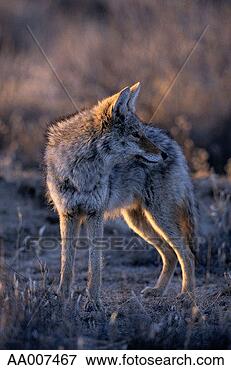 Picture - coyote. fotosearch 
- search stock 
photos, pictures, 
images, and photo 
clipart