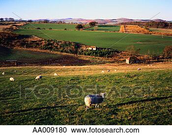 Stock Photography - england, northumberland, 
sheep grazing 
in field. fotosearch 
- search stock 
photos, pictures, 
images, and photo 
clipart
