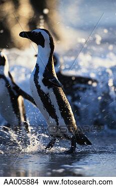 Stock Photo - jackass penguin 
running on a beach. 
fotosearch - search 
stock photos, 
pictures, images, 
and photo clipart