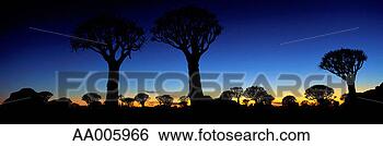 Stock Photo - quiver trees at 
sunset. fotosearch 
- search stock 
photos, pictures, 
images, and photo 
clipart
