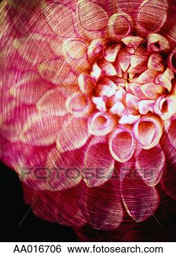 Stock Photo - dahlia close-up. 
fotosearch - search 
stock photos, 
pictures, images, 
and photo clipart