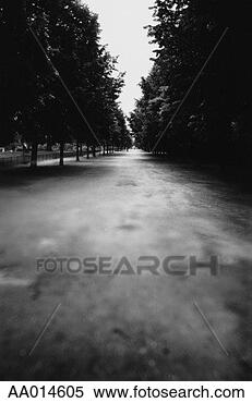 Stock Image - rows of trees 
in a paris park. 
fotosearch - search 
stock photos, 
pictures, images, 
and photo clipart