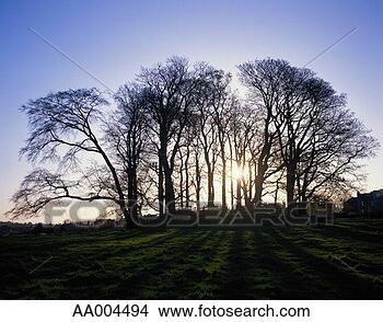 Stock Photo - silhouette of 
trees at sunset. 
fotosearch - search 
stock photos, 
pictures, images, 
and photo clipart