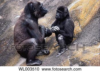 Stock Photography - gorilla (gorilla 
gorilla) adult 
and young. fotosearch 
- search stock 
photos, pictures, 
images, and photo 
clipart