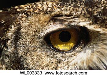 Stock Photo - owl's eye. fotosearch 
- search stock 
photos, pictures, 
images, and photo 
clipart