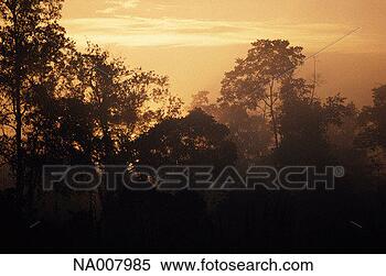 Stock Image - rainforest at 
sunset. fotosearch 
- search stock 
photos, pictures, 
images, and photo 
clipart