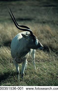 Stock Photography - addax, africa. 
fotosearch - search 
stock photos, 
pictures, images, 
and photo clipart