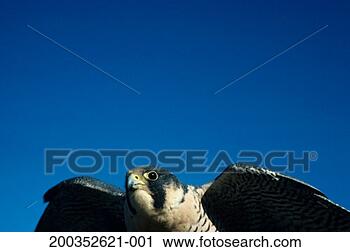 Stock Photography - adult peregrine 
falcon, north 
america. fotosearch 
- search stock 
photos, pictures, 
images, and photo 
clipart
