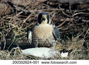 Stock Photography - adult peregrine 
falcon over wood 
duck drake, north 
america. fotosearch 
- search stock 
photos, pictures, 
images, and photo 
clipart