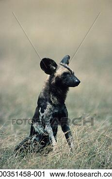 Stock Photography - african wild dog, 
africa. fotosearch 
- search stock 
photos, pictures, 
images, and photo 
clipart