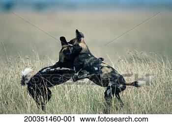 Stock Photography - african wild dogs 
boxing, africa. 
fotosearch - search 
stock photos, 
pictures, images, 
and photo clipart