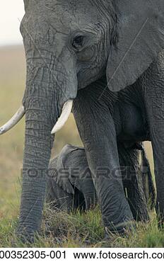 Arquivo de Fotografia - africano,  elefante, 
 (loxodonta,  
africana),  bebê, 
 kenya,  áfrica. 
fotosearch - busca 
de fotos, imagens 
e clipart