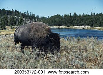 Stock Photography - american bison, 
 buffalo,  grazing 
in prairie meadow 
beside. fotosearch 
- search stock 
photos, pictures, 
images, and photo 
clipart