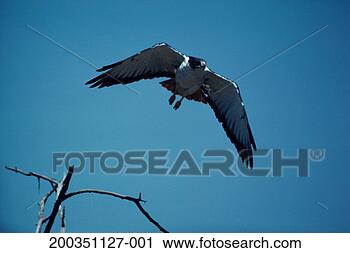 Stock Photography - augur buzzard 
in flight, africa. 
fotosearch - search 
stock photos, 
pictures, images, 
and photo clipart