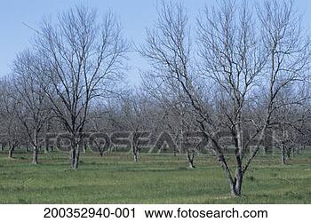 Stock Photography - bare pecan orchard, 
early spring, 
georgia, usa. 
fotosearch - search 
stock photos, 
pictures, images, 
and photo clipart