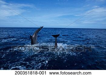 Stock Photography - bottlenose dolphins 
(tursiops truncatus). 
fotosearch - search 
stock photos, 
pictures, images, 
and photo clipart