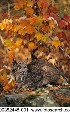Stock Photography - canada lynx (lynx 
canadensis) in 
autumn color, 
vertical view, 
canada. fotosearch 
- search stock 
photos, pictures, 
images, and photo 
clipart