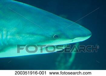 Stock Photography - caribbean reef 
shark (carcharhinus 
perezi) underwater 
head close-up. 
fotosearch - search 
stock photos, 
pictures, images, 
and photo clipart