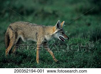 Stock Photography - common or golden 
jackal (canis 
aureus), tanzania, 
africa. fotosearch 
- search stock 
photos, pictures, 
images, and photo 
clipart