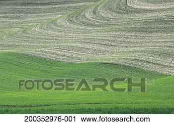 Stock Photography - contour plowing 
rolling lentil 
and fallow fields, 
late spring. fotosearch 
- search stock 
photos, pictures, 
images, and photo 
clipart