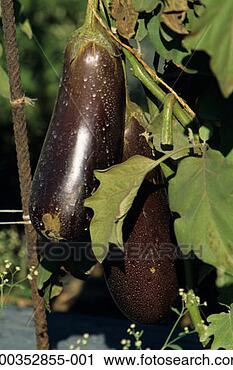 Stock Photography - eggplants on plant, 
florida, usa. 
fotosearch - search 
stock photos, 
pictures, images, 
and photo clipart