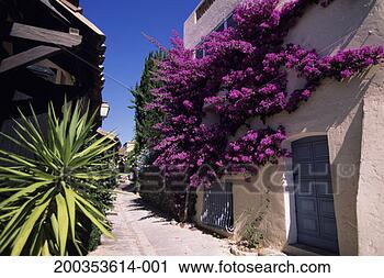 Stock Photography - fuschia plant 
on beige building, 
 medieval village 
of tourettes sur. 
fotosearch - search 
stock photos, 
pictures, images, 
and photo clipart