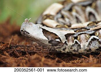 Arquivo de Fotografia - gaboon,  víbora, 
 (bitis,  gabonica), 
 oeste,  central, 
 áfrica. fotosearch 
- busca de fotos, 
imagens e clipart