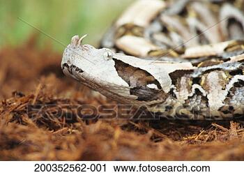 Arquivo de Fotografia - gaboon,   víbora, 
  (bitis,   gabonica), 
  maior,   fanged, 
  cobra. fotosearch 
- busca de fotos, 
imagens e clipart