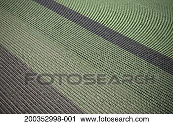 Stock Photography - green leaf and 
red leaf lettuce 
fields, aerial 
view. fotosearch 
- search stock 
photos, pictures, 
images, and photo 
clipart