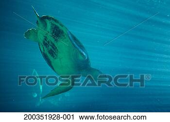 Stock Photography - green sea turtle 
(chelonia mydas) 
underwater. fotosearch 
- search stock 
photos, pictures, 
images, and photo 
clipart