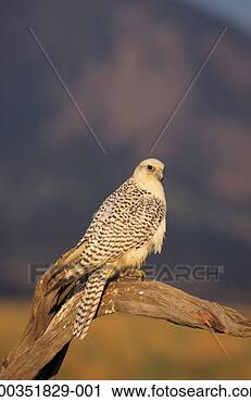 Stock Photography - gyr falcon, white-phase 
(falco rusticolus) 
on tree limb, 
north america. 
fotosearch - search 
stock photos, 
pictures, images, 
and photo clipart