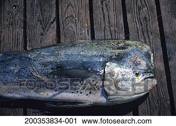 Stock Photography - large bull dolphin 
with nite square 
head. fotosearch 
- search stock 
photos, pictures, 
images, and photo 
clipart