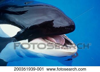 Stock Photography - orca killer whale 
(orcinus orca), 
headshot. fotosearch 
- search stock 
photos, pictures, 
images, and photo 
clipart