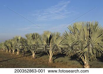 Stock Photography - palm tree plantation, 
florida, usa. 
fotosearch - search 
stock photos, 
pictures, images, 
and photo clipart