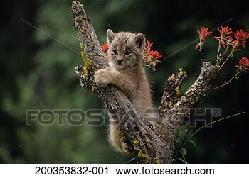 Arquivo de Fotografia - pequeno,  canadá, 
 lynx,  gatinho, 
 florescendo, 
 ramo,  britânico. 
fotosearch - busca 
de fotos, imagens 
e clipart