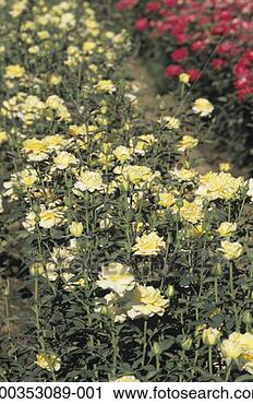Stock Photography - rose farm. fotosearch 
- search stock 
photos, pictures, 
images, and photo 
clipart