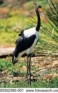 Stock Photography - saddlebill stork 
(ephippiorhynchus 
seneglensis), 
kenya, africa. 
fotosearch - search 
stock photos, 
pictures, images, 
and photo clipart