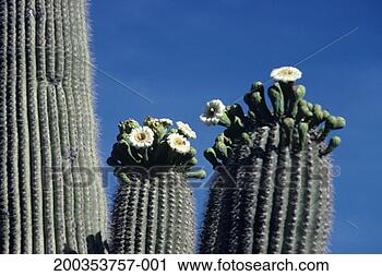 Stock Photography - saguaro cactus 
in bloom, (close-up). 
fotosearch - search 
stock photos, 
pictures, images, 
and photo clipart