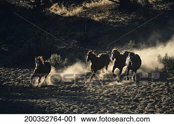 Arquivo de Fotografia - selvagem,  cavalos, 
 executando,  
oregon,  eua. 
fotosearch - busca 
de fotos, imagens 
e clipart