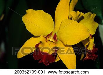 Stock Photography - tropical orchid, 
yellow and red-colored, 
close-up, kauai, 
hi, usa. fotosearch 
- search stock 
photos, pictures, 
images, and photo 
clipart