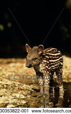 Stock Photography - young brazilian 
tapir (taprius 
terrestris) calf 
standing in river. 
fotosearch - search 
stock photos, 
pictures, images, 
and photo clipart