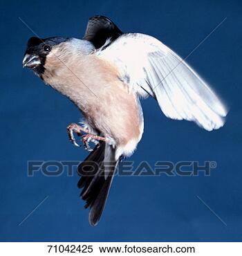 Stock Image - bullfinch. fotosearch 
- search stock 
photos, pictures, 
images, and photo 
clipart