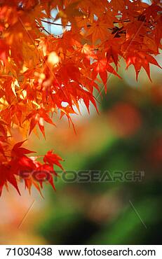 Stock Photo - no caption available. 
fotosearch - search 
stock photos, 
pictures, images, 
and photo clipart