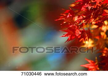 Stock Photo - no caption available. 
fotosearch - search 
stock photos, 
pictures, images, 
and photo clipart
