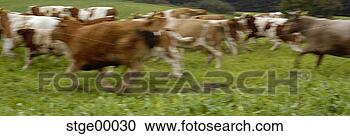 Stock Photography - cow, stampede, 
herd, to the left, 
escape, danger, 
hazard. fotosearch 
- search stock 
photos, pictures, 
images, and photo 
clipart
