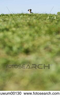 Hazır Fotoğraflar - hareket,   zevk, 
  mutluluk,   
havuzlar,   yazlar, 
  emersion. fotosearch 
- foto, resim, 
görüntü ve foto 
klipart ara