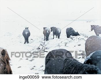 horse ponies bearing