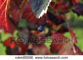 Hazır Fotoğraf - şarap,   asma, 
  üzüm,   sonbahar, 
  italy,   şarap, 
  yapraklar. fotosearch 
- foto, resim, 
görüntü ve foto 
klipart ara
